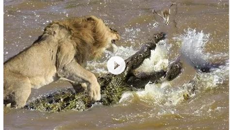 Lion vs Great Crocodile Real Fight ~ You Soft