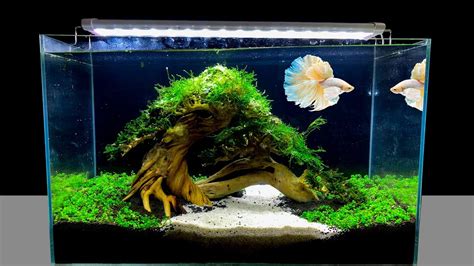 Do Betta Fish Like Tank Decorations | Shelly Lighting