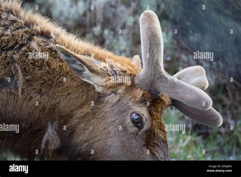 Bull elk growing new set of antlers Bull elk with velvet on growing ...