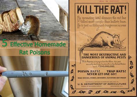 5 Homemade Rat Poison Recipes