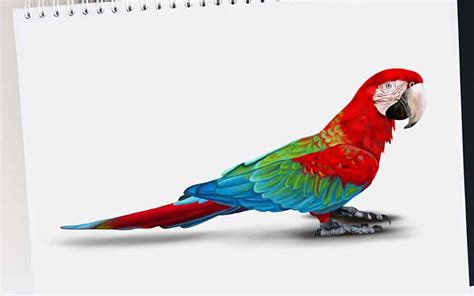 How to Draw a Parrot - A Fun and Colorful Parrot Drawing