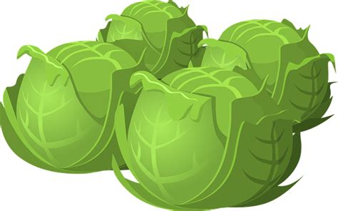 Download Cabbage, Vegetable, Food. Royalty-Free Vector Graphic - Pixabay