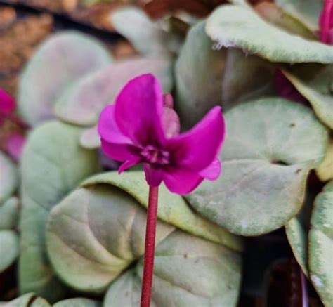 Cyclamen coum 'Silver Leaf' | Farmyard Nurseries