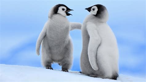 Two cute baby penguins talking