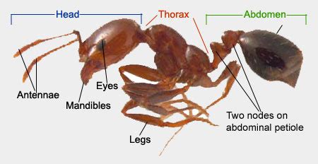 Ant Anatomy For Kids