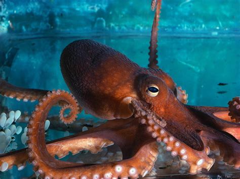 Octopus Wallpapers - Wallpaper Cave