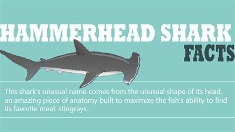 Hammerhead Shark Facts