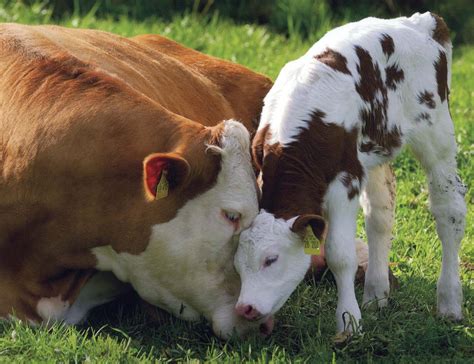 Cow and Calf - Cows Photo (31450229) - Fanpop