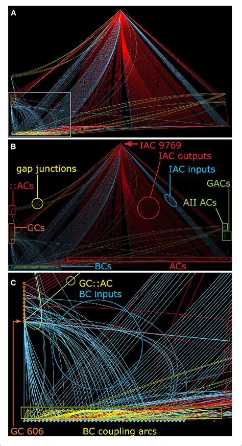 | Graph of synaptic and gap junctional connectivity from IAC 9769 to ...