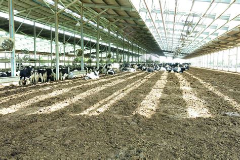 How to design the ideal dairy barn - Dairy Global