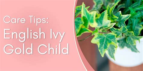 English Ivy Gold Child Care Tips! written by ReVased