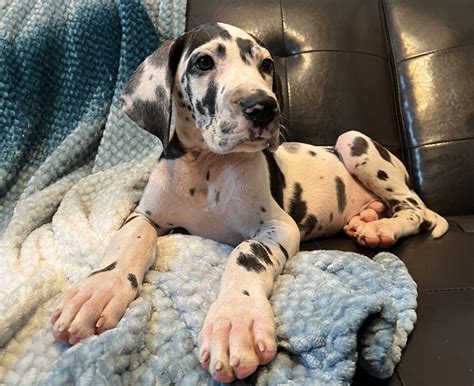 Full EUROPEAN Harlequin Male Great Dane - Great Dane Puppies for Sale ...