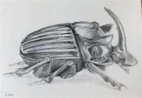 Dung Beetle Drawing at PaintingValley.com | Explore collection of Dung Beetle Drawing