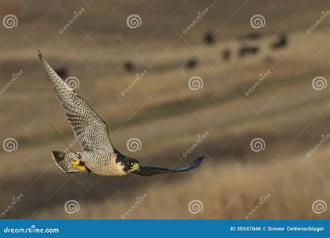 Hunting Falcon stock photo. Image of soaring, flight - 35547046