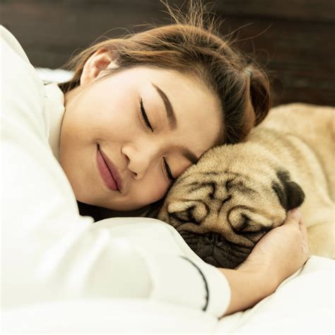 Pug Sleeping Habits – Crucial Things To Keep In Mind | Kooky Pugs