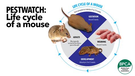 Pest advice for controlling Mice - Tullys Pest Control