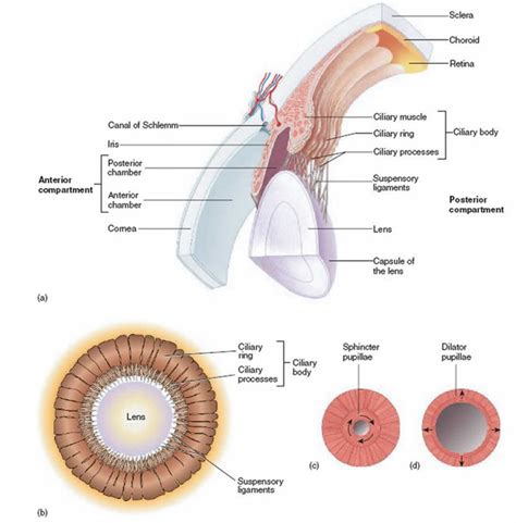 Miosis definition, causes, symptoms, diagnosis & treatment