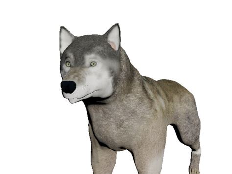 Rigged Wolf 3D Models for Download | TurboSquid