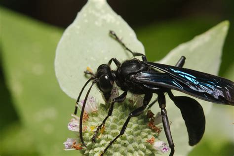 Sphex pensylvanicus (Great Black Wasp) | Henry Hartley