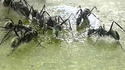 Amazing Ant Feeding - YouTube