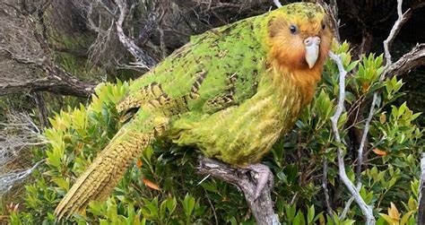 Kakapo – Facts, Size, Lifespan, Diet, Pictures