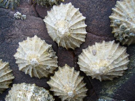 Limpet teeth made of strongest known natural substance - Cosmos Magazine