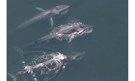 Baleen whales have changed their distribution in the Western North Atlantic