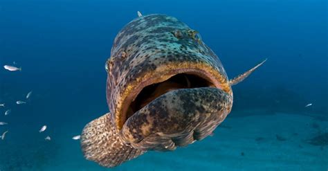 Protect the Critically Endangered Goliath Grouper from Killing in Florida - Mission Blue