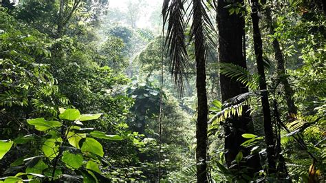 Tropical Rainforest Ecosystems: Why Are They Important? - Utopia