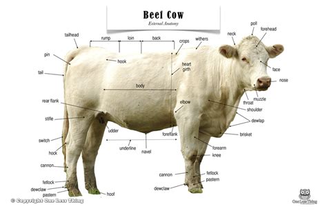 Cattle Body Parts Diagram