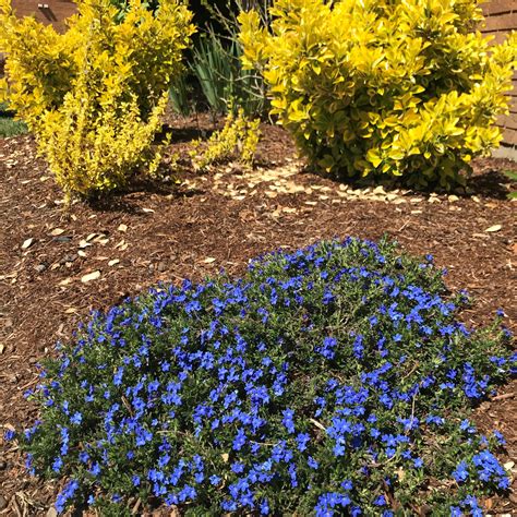 Lithodora diffusa 'Heavenly Blue' (4" Pot) | Little Prince To Go