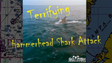 Terrifying Hammerhead Shark Attack (Real) - YouTube