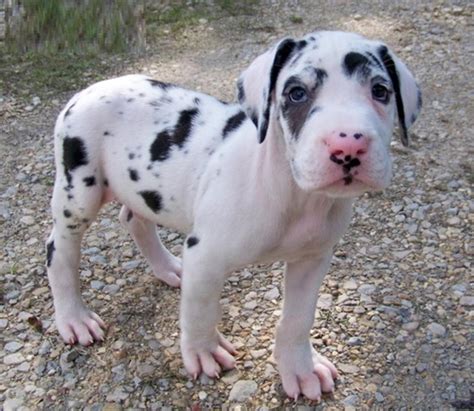 Baby Great Dane Puppies Picture - Dog Breeders Guide