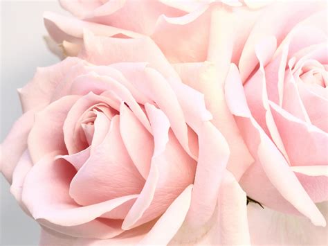 Delicate blossoming pale pink roses on white background · Free Stock Photo