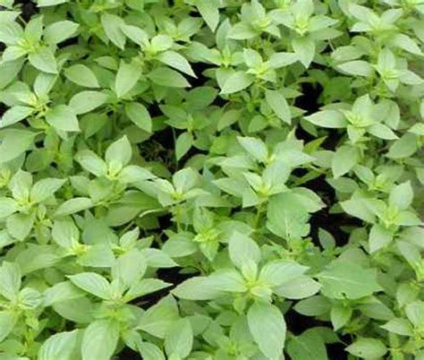 Basil Lemon Seeds - Ocimum Basilicum Citriodorum