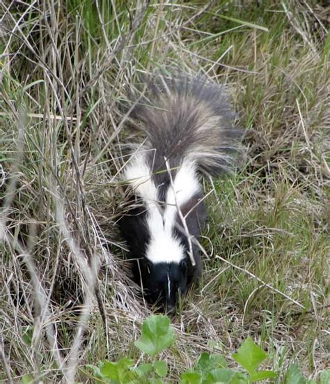 How to Trap a Skunk - BackyardCritter