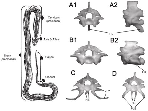 Structure Of A Snake