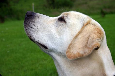 File:Labrador Retriever yellow profile.jpg - Wikipedia