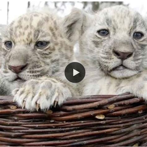 Rare Albino Two Jaguar Cubs Born From Black Mother In Aschersleber Zoo: So Adorable (Video)