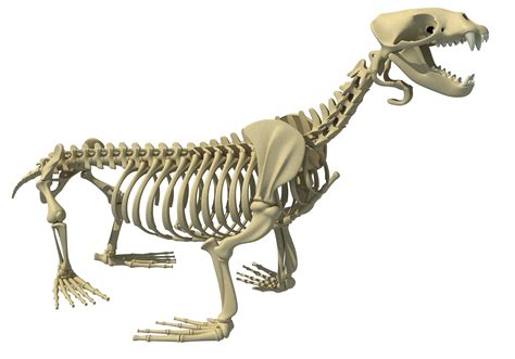 Sea Lion Skeleton 3D Model – 3D Horse