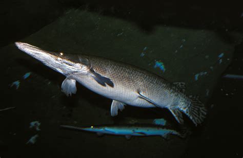 Giant Alligator Gar Teeth : The alligator gar fish, aka atractosteus spatula, is a massive.