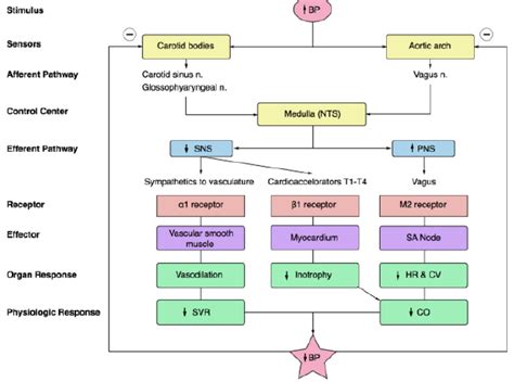 Baroreceptor Reflex Diagram | Quizlet