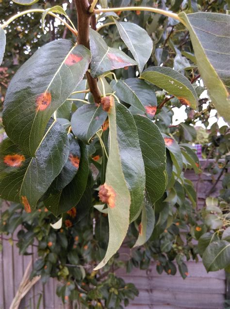 Diseased pear tree — BBC Gardeners' World Magazine