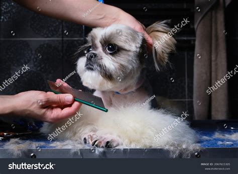 925 Shih Tzu Haircut Stock Photos, Images & Photography | Shutterstock