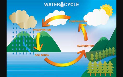 5 Steps Of Water Cycle