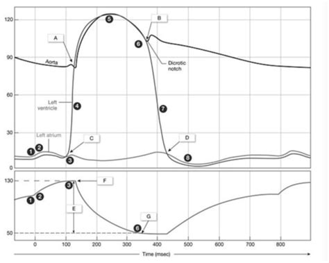 Wiggers Diagram/ Cardiac Cycle Flashcards | Quizlet