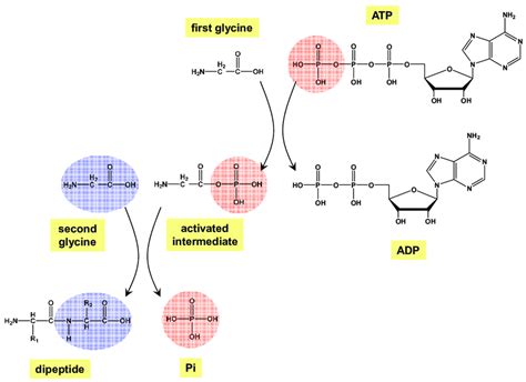 Formation Of A Peptide Bond