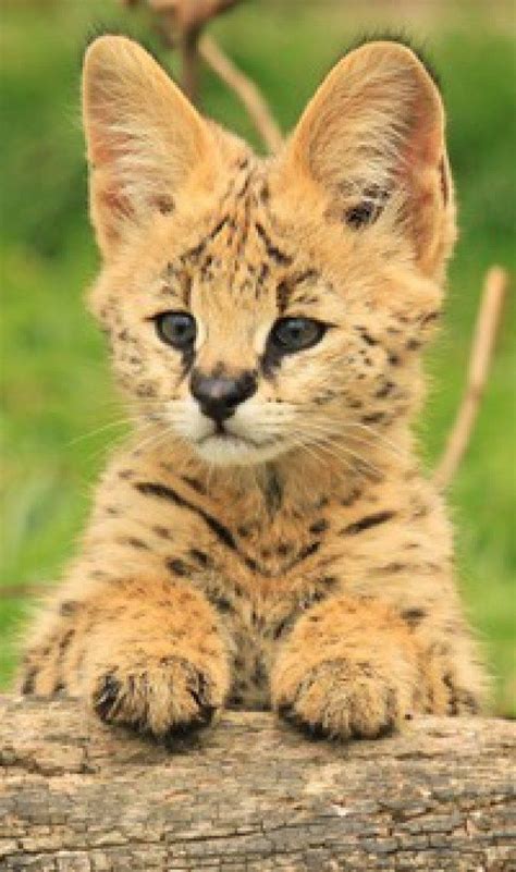 17 Best images about Big Cats and Wild Cats on Pinterest | Cats, When you leave and Pictures of