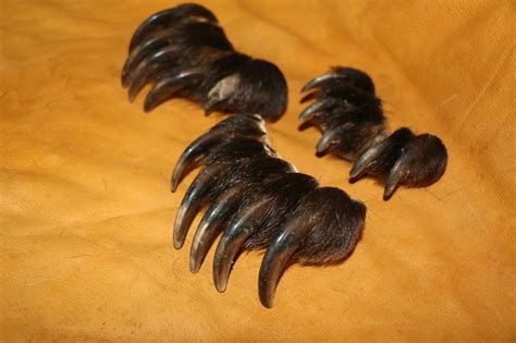 Grizzly Bear Claws – P&D International Furtraders