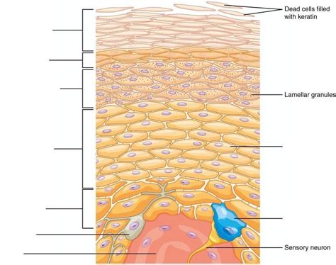 Epidermis Diagram | Quizlet